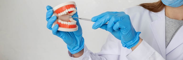 Dentist in gloves demonstrating dental checkup on anatomical jaw model
